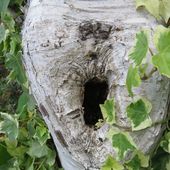 Astlöcher bieten Nistpotenzial für Höhlenbrüter, wie z. B. Blau- und Kohlmeise