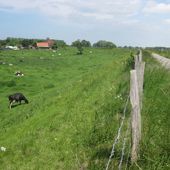 Landwirtschaft im Schutz des Deiches