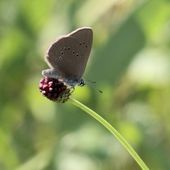 Maculinea Latumer Bruch, stark gefährdete Art, Biotop- und Artenschutz