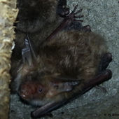 Bechsteinfledermaus im Kasten