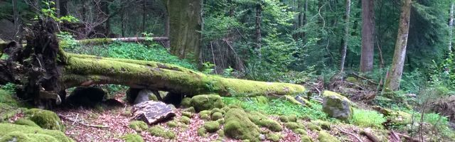 Eigendynamische Entwicklung zulassen